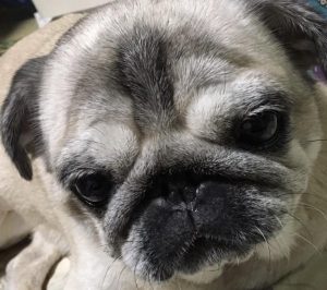 ペットシッター　散歩代行　埼玉県　川口市　蕨市　さいたま市　草加市　越谷市　戸田市　結について