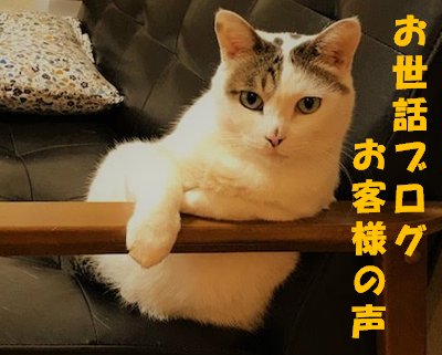 ペットシッター結　さいたま市　川口市　散歩代行　ブログ、お客様の声