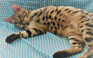 ペットシッター　散歩代行　川口市　さいたま市　シッター３