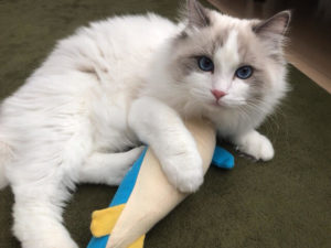 川口市のペットシッター結、猫の場合のお世話内容