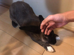 川口市のペットシッター結、小動物の場合のお世話内容