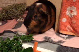 ご予約・お問い合わせのイメージ