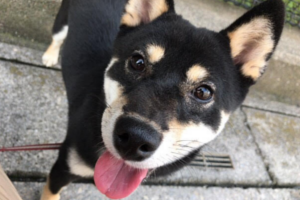 ご利用の流れのイメージ