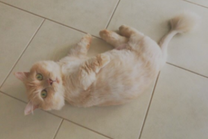 料金プランのイメージ