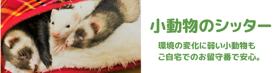 川口市のペットシッター結、小動物のシッター