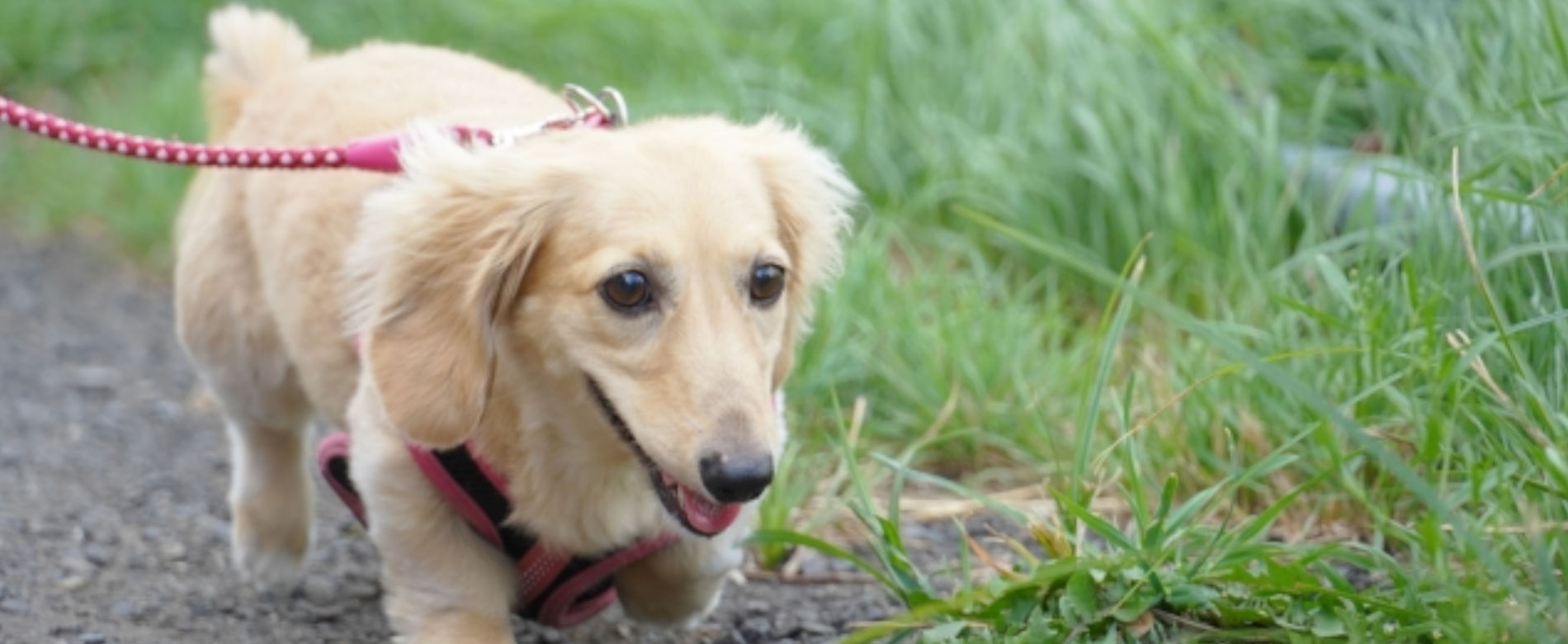 犬の散歩代行イメージ