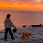 ペットシッターのお世話内容