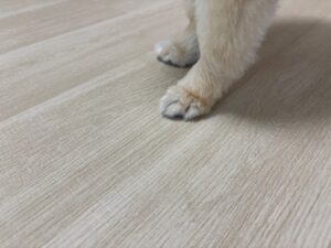 滑りにくい床材（ノンスキッド）とわんちゃんの足