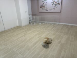 元気いっぱい走り回れるフリースペース