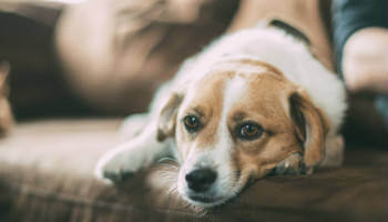 犬のペットシッターイメージ