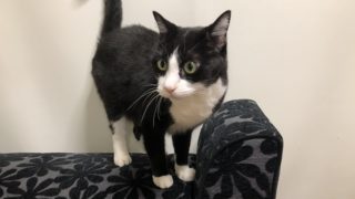 にゃん牙(ハチワレ白黒ペロtype) 白黒ハチワレの猫 エンちゃん | 京都市のキャットシッターNear