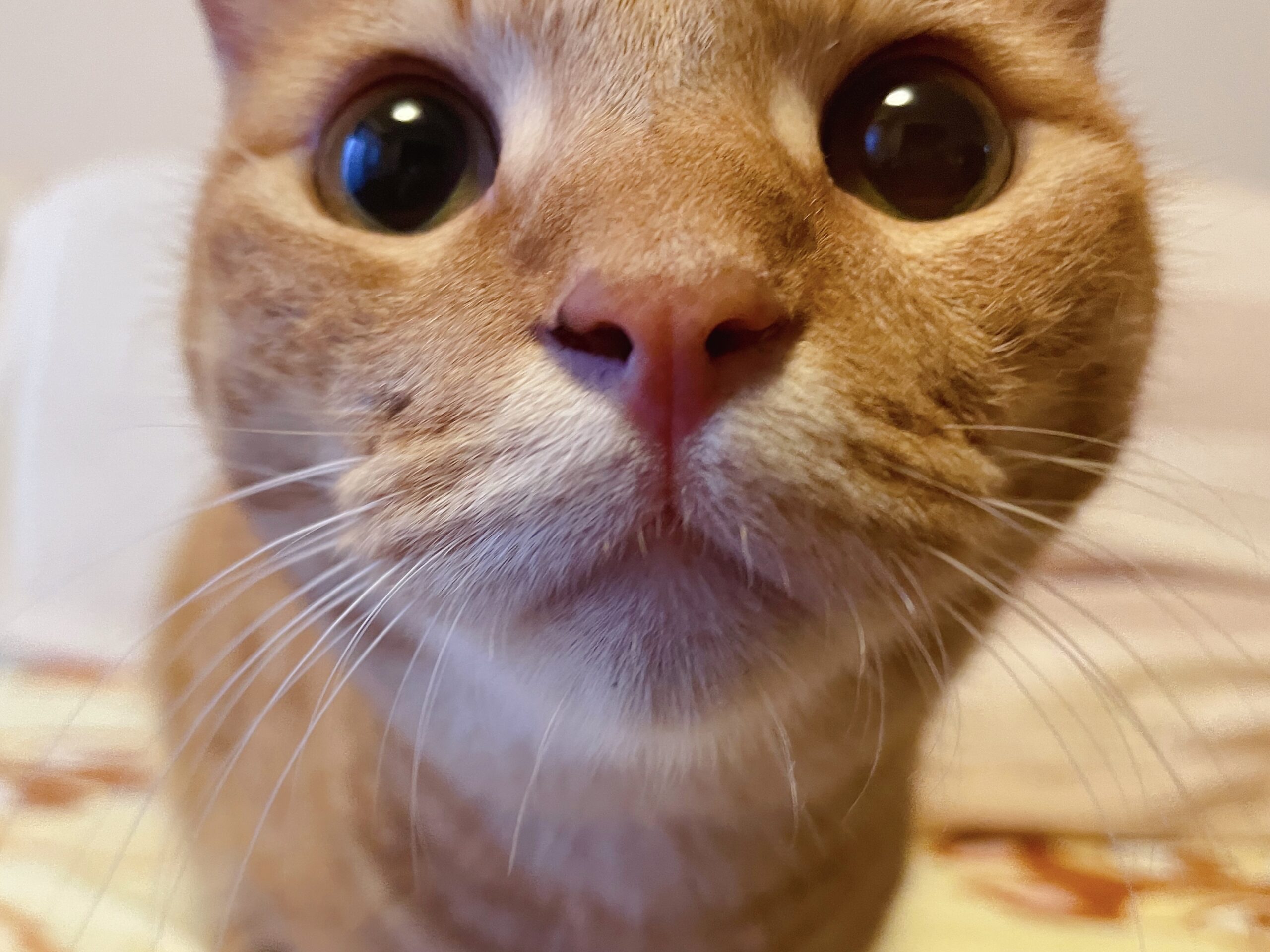 京都市 南区 茶トラの猫ちゃん | 京都市のキャットシッターNear