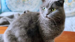 スーパーセール 藤編み 猫ハウス ラタン ペットベッド 四季通用