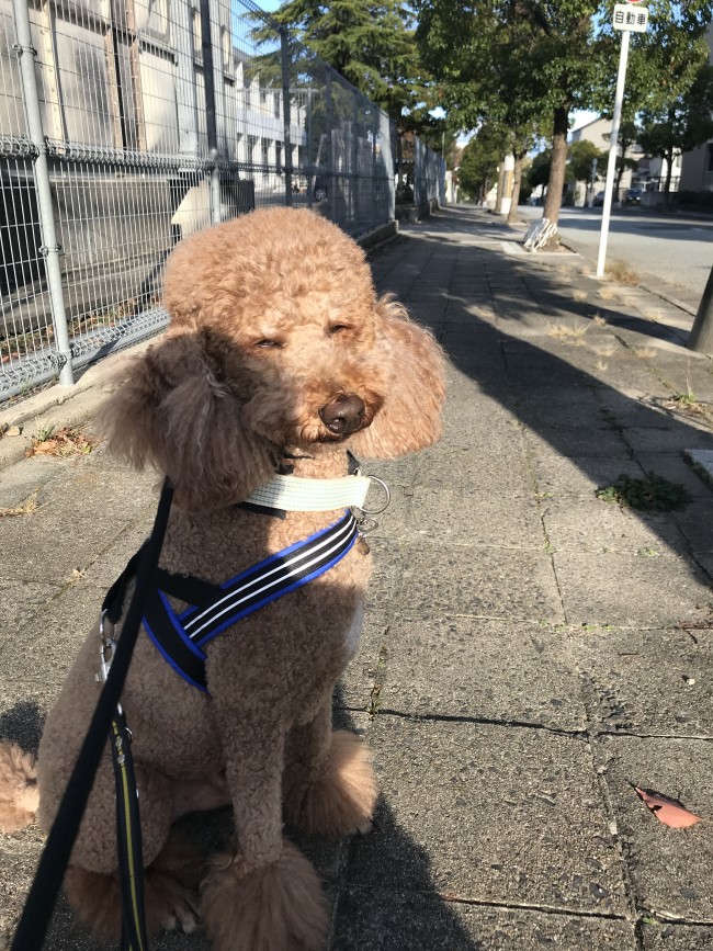 ペットホテル 犬 スタンダードプードルのギフトくんとオーストラリアンラブラドールのアビーちゃん 箕面市のペットシッターsmilefamily