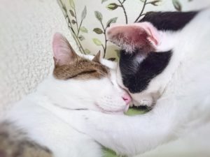 顔をくっつけて寝る猫２匹