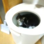 トイレに隠れる猫