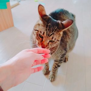 指の匂いを確認する猫
