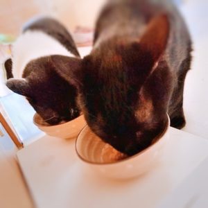 ご飯中の猫2匹