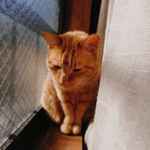 窓際で日向ぼっこする猫
