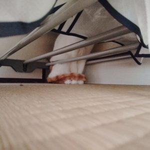 簡易クローゼットに隠れる猫