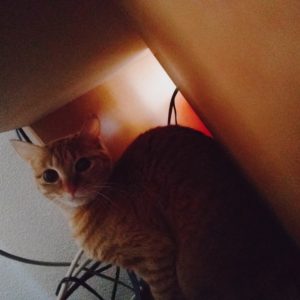 TV台の裏に隠れる猫