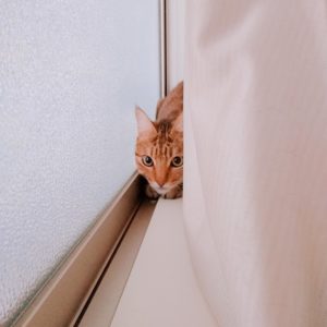 窓辺に隠れる猫