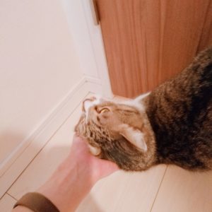 手に顔をグリグリする猫