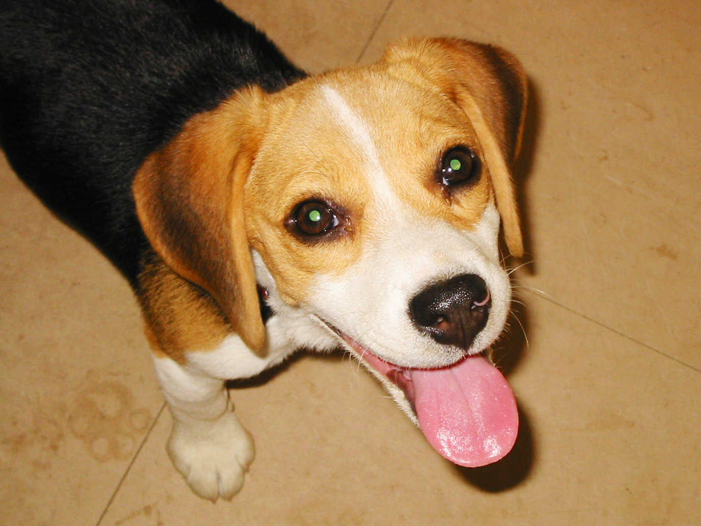 犬の白内障の原因、症状、治療方法となりやすい犬種