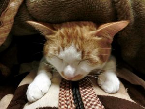 猫が痙攣を起こしたらどうする 対処法と考えられる病気 Intopetペットシッターグループ