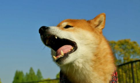 「ペットのお世話します、預かります!」 無資格・無認可にご注意を!