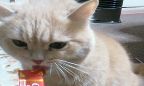 ペットシッター キャットシッター 猫 評判 口コミ お客様の声