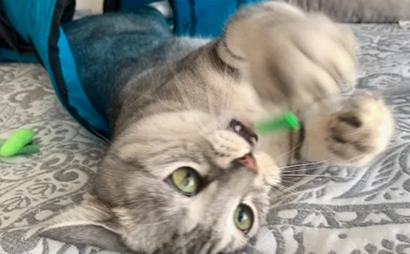 T様、猫のミロ君、ショートコース