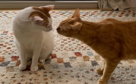 C様、猫のぽんきちとぽんぱち、ショートコース