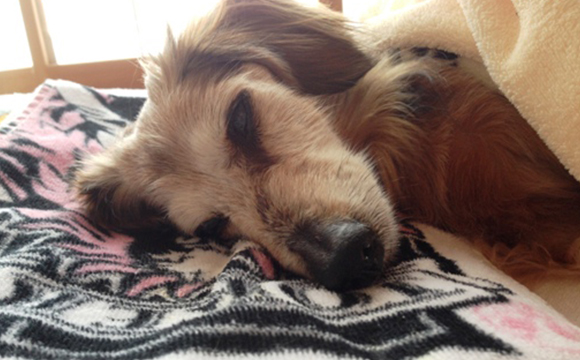 Y様、Mダックスのげんさん、介護コース