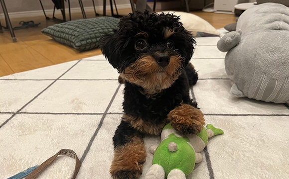 S様、チワプーのモカ君、通常コース