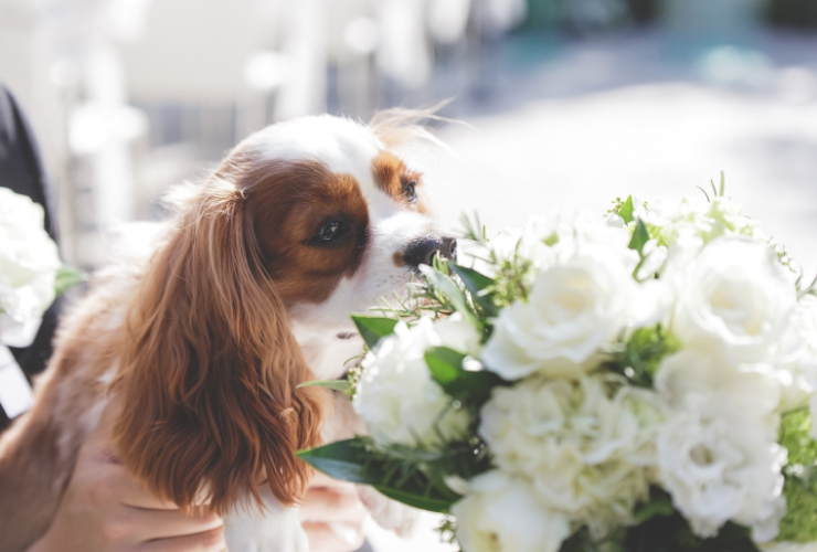 ウェディングシッター