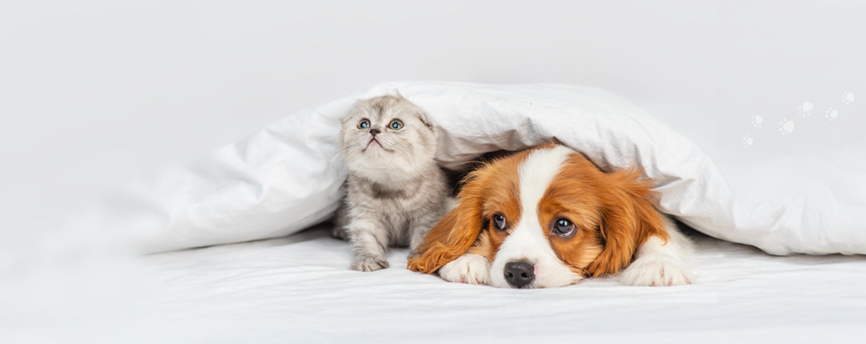 ペットシッターintopetグループ 全店動物取扱業正規登録のペットシッターサービス