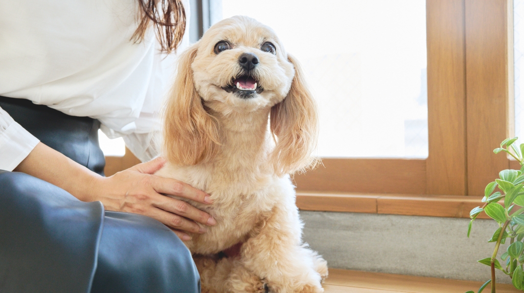 ペットシッター保険について