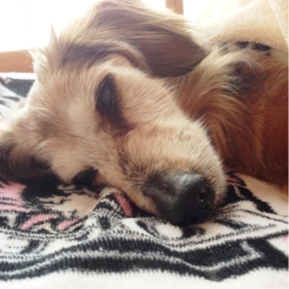 ペットたちが安心して過ごす様子