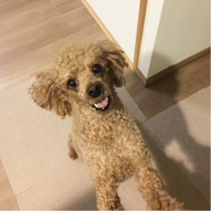 ペットたちが安心して過ごす様子