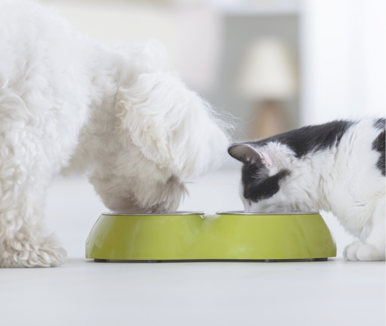ペットの食事やお水の提供・片付け