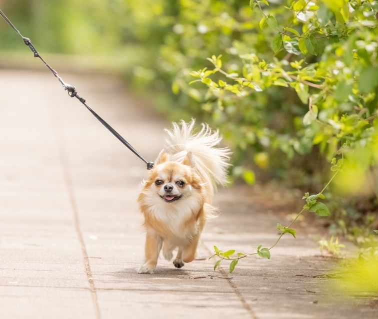 ペットのお散歩