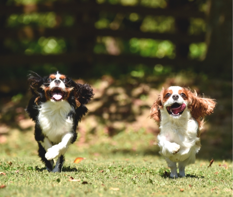 ペットの遊び・運動