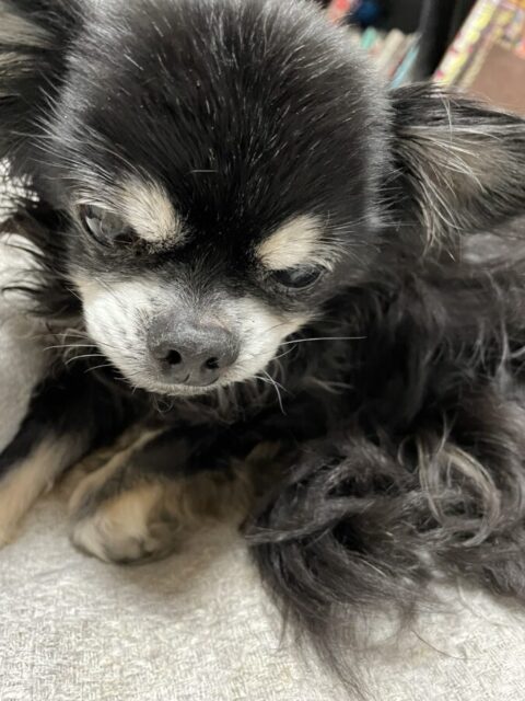 船橋市 コロンくん、みゃおみゃおちゃんお世話報告