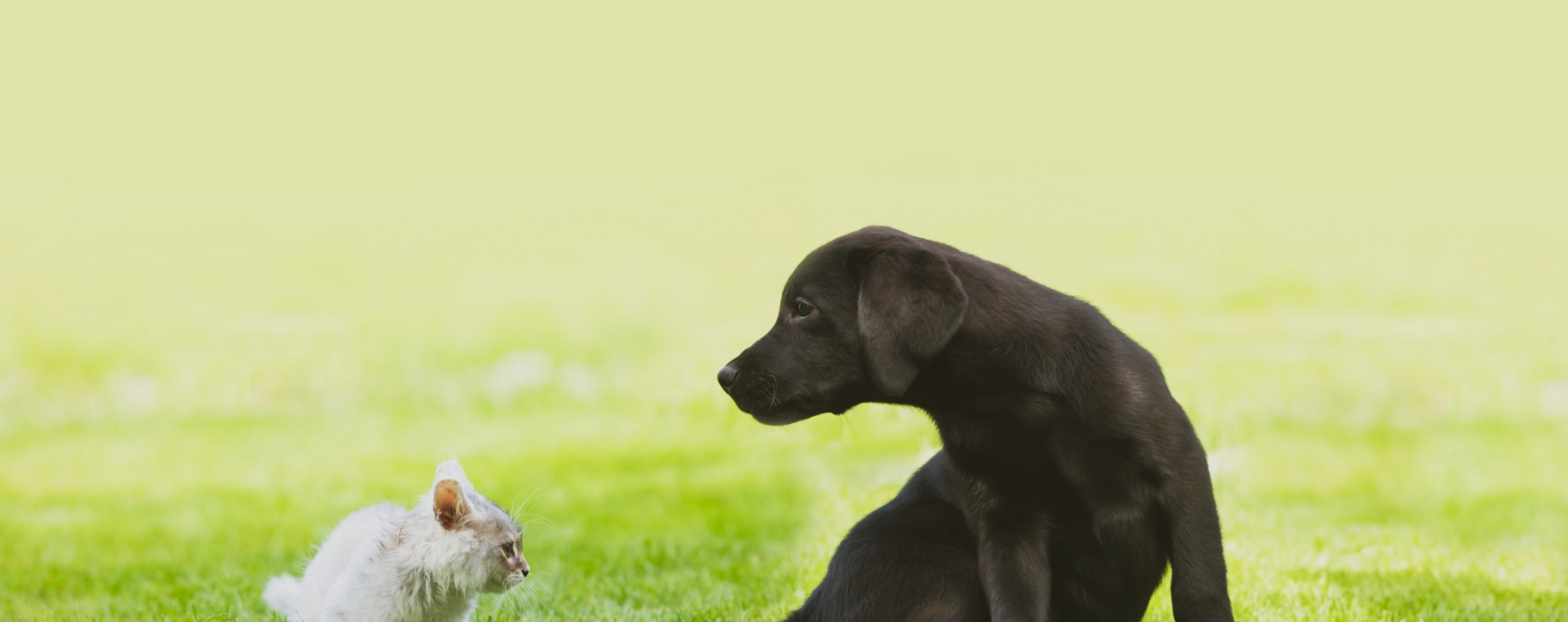 ペットシッターサンプル店