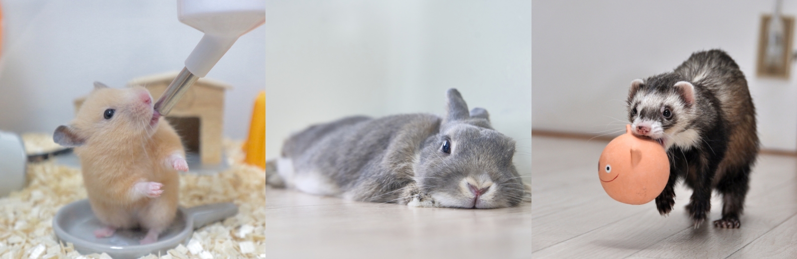 小動物のペットシッター