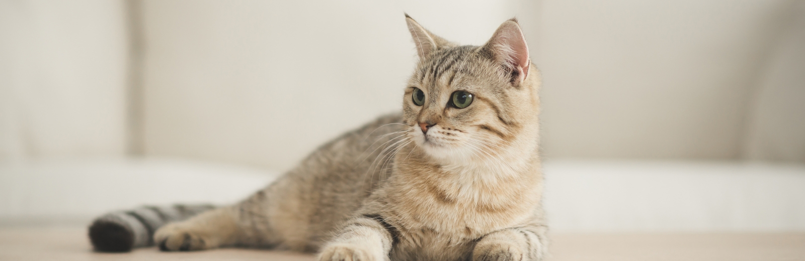 猫のペットシッター