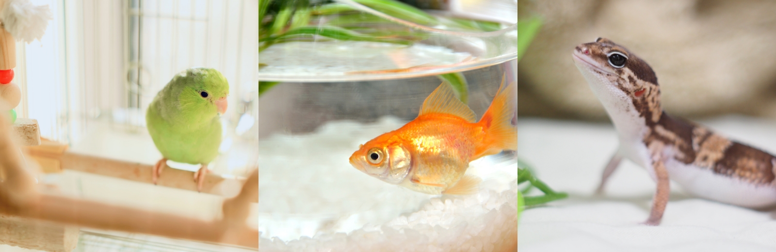 鳥やその他のペットシッター