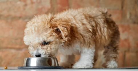 食事、水のお世話