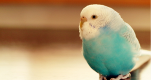 ペットシッター料金